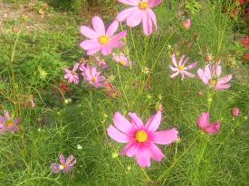 磐窟渓近くの布野川河原に咲くコスモスの花写真