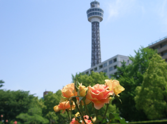 マリンタワー　バラの花　写真