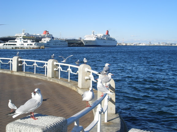 横浜港のカモメ写真