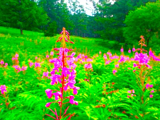 ヤナギランの花・志賀高原