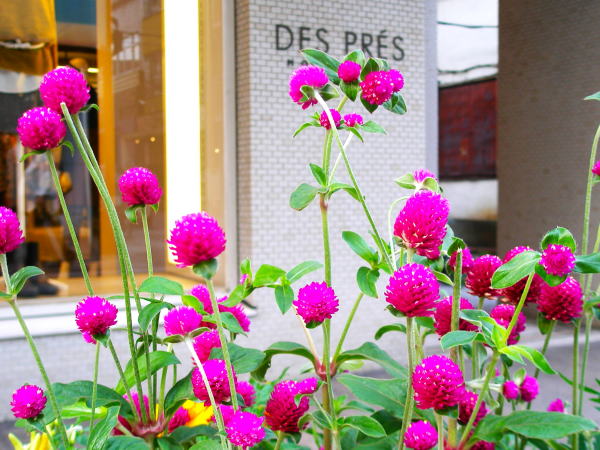 センニチコウ花元町