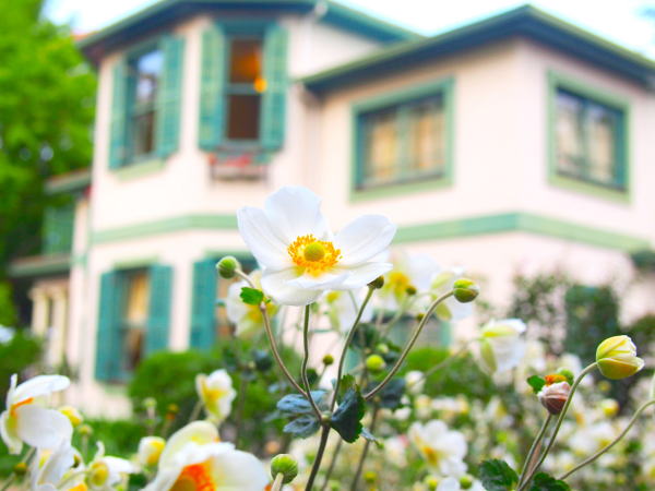 シュウメイギク花ブラフ18