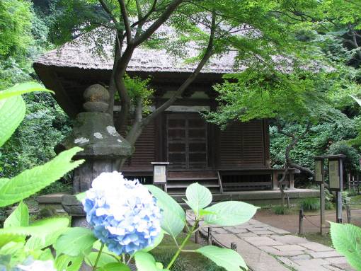 横浜三渓園鎌倉時代の建物と青いアジサイ写真・重要文化財
