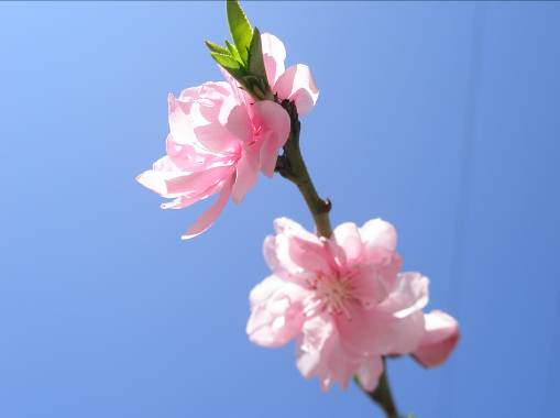 横浜三渓園に咲くモモの花と青空写真
