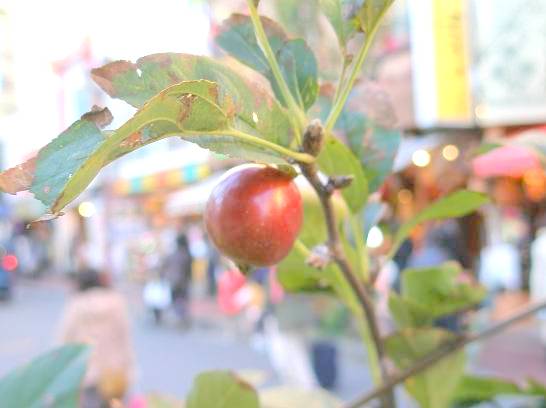 横浜中華街ヒメリンゴの実写真