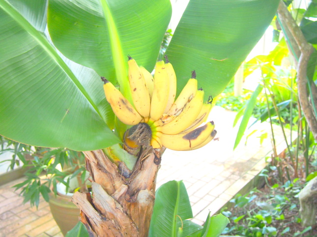バナナ実画像