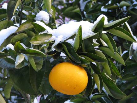 雪の中でも黄色く元気なナツミカン・ダイダイ写真