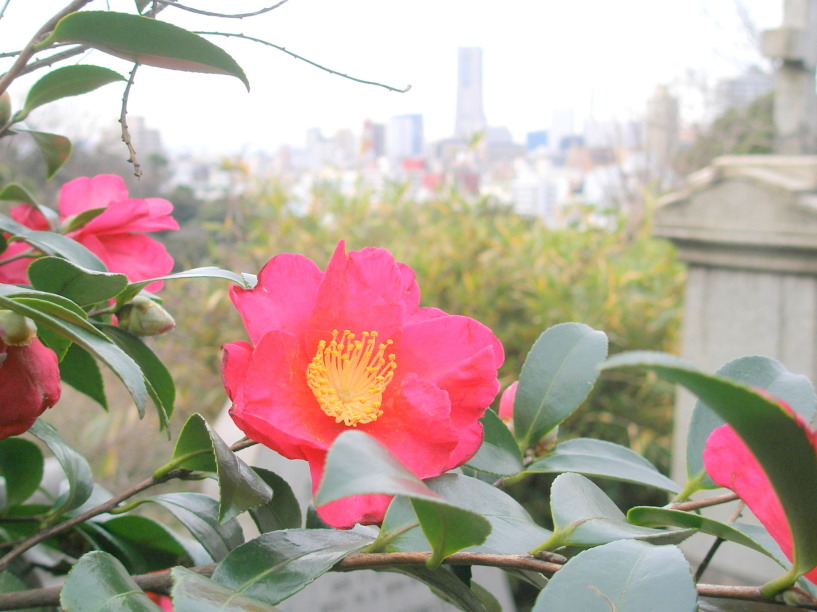 横浜外国人墓地サザンカ花写真