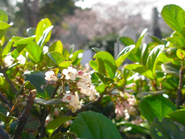 �S���W���̉�