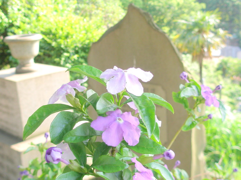 横浜外国人墓地ニオイバンマツリ花写真