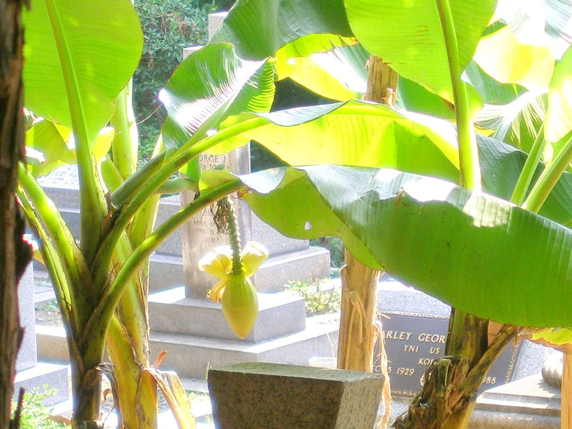 横浜外国人墓地バナナ花写真