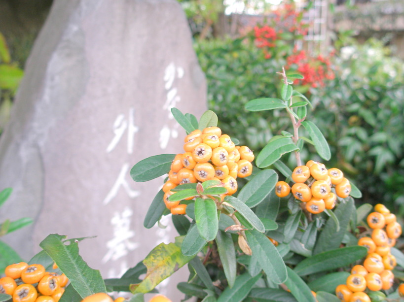 横浜外国人墓地ピラカンサ実写真