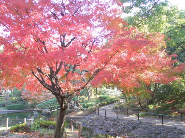 横浜公園紅葉画像