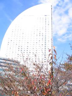 横浜インターコンチとサクラの紅葉写真
