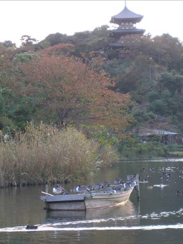 三渓園の旧燈明寺三重塔と紅葉夕景写真