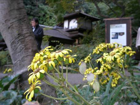 横浜三渓園紅葉の聴秋閣とツワブキの花写真