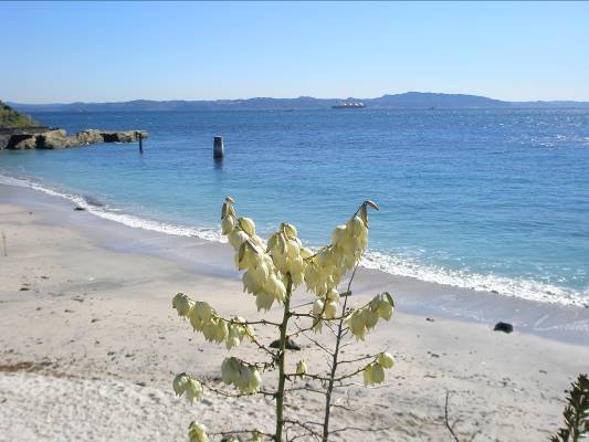 観音崎ユッカの花写真・青い海に映えます