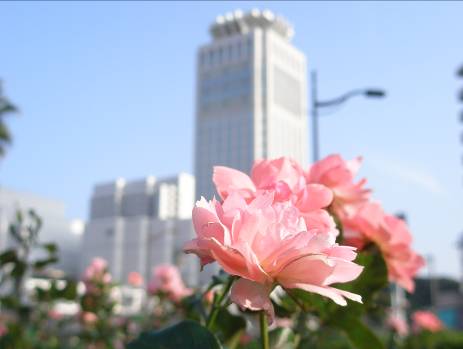 メルキュールホテルとバラの花写真