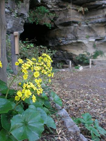 観音崎洞窟遺跡に咲くツワブキの花写真