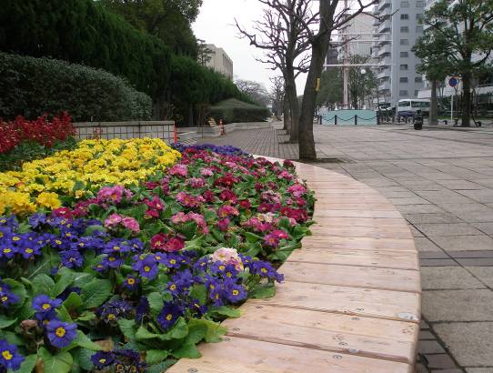 横須賀　早春の花　写真