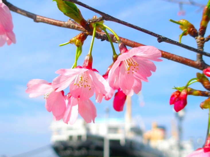 ヨコハマヒザクラ花画像