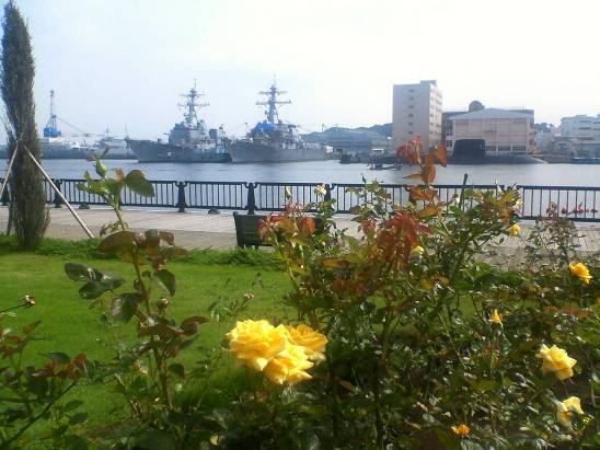 ヴェルニー公園から見た横須賀港の艦船や潜水艦とバラの花写真