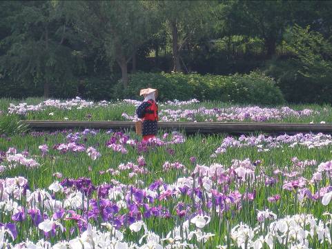 6月に見ごろのしょうぶ園に咲くハナショウブ写真