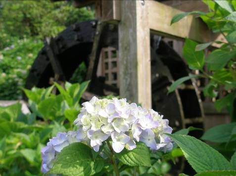 しょうぶ園の水車小屋とアジサイの花写真