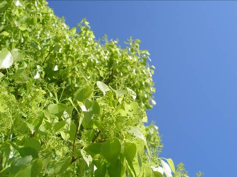 横須賀の青空と初夏の新緑写真