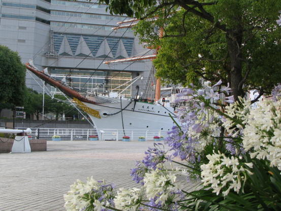 帆船日本丸とアガパンサスの花