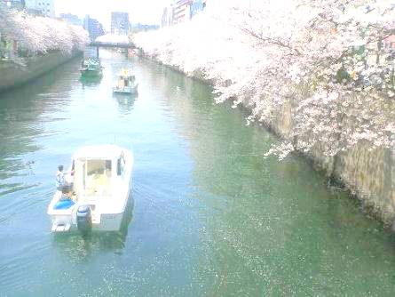 大岡川の桜並木も風情があります