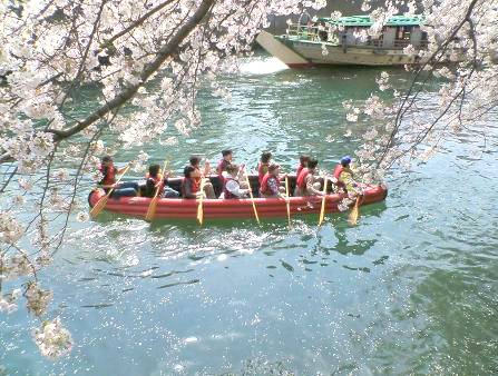 大岡川の花見は船やカヌーからもできます