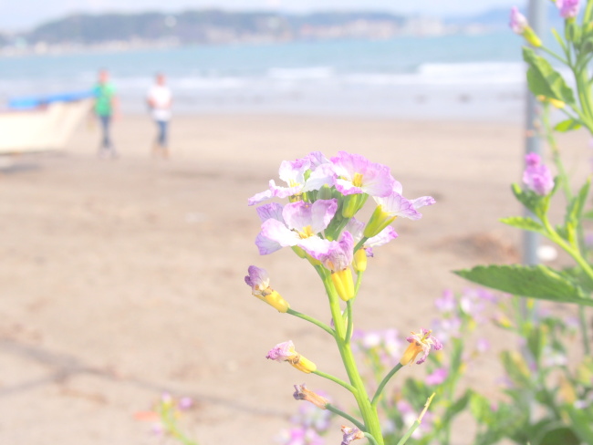 由比ヶ浜海岸に咲くハマダイコン花画像