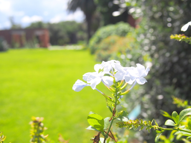 ルリマツリ白色花画像