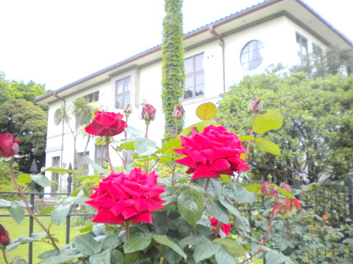 イギリス館とバラの花写真・品種イングリッドバーグマン