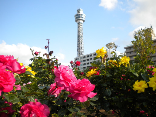 マリンタワーと山下公園のバラの花写真