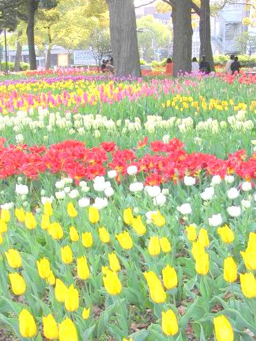 横浜公園のチューリップ写真