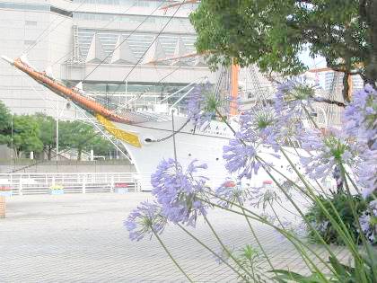 日本丸とアガパンサスの花写真