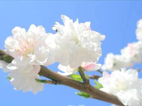 横浜の青い空と白いモモの花写真