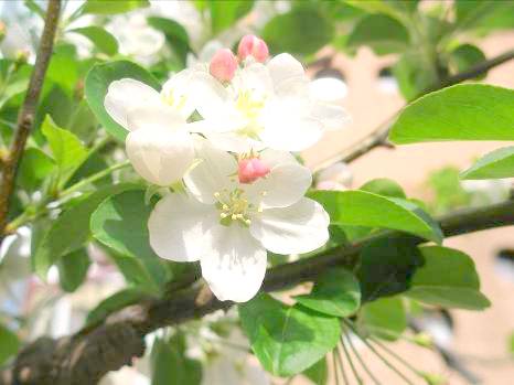 横浜中華街南門近くのヒメリンゴの花写真