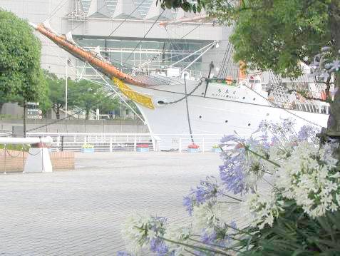 帆船日本丸と白いアガパンサスの花写真