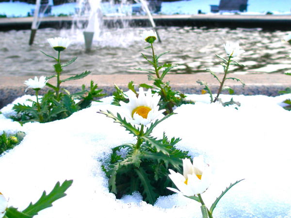 �`�̌�����u������̃m�[�X�|�[����