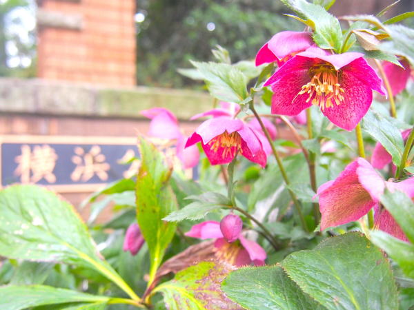 ���l�����~�̃N���X�}�X���[�Y