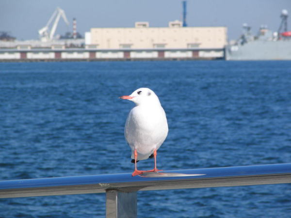 ���l�~�J����