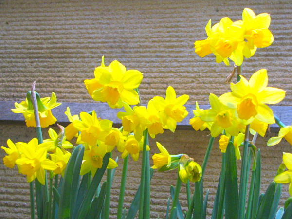 ���l�~���b�p�X�C�Z����