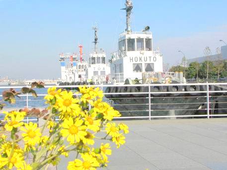 横浜新港埠頭ツワブキの花とタグボート写真