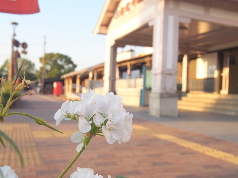 善通寺駅前に咲くゼラニウム花画像