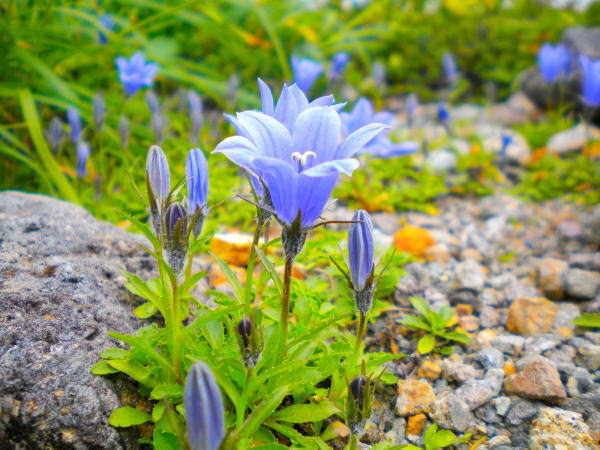イワギキョウ花