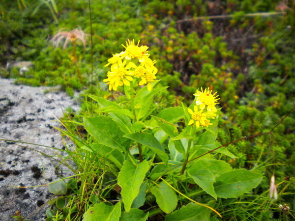 ミヤマアキノキリンソウ