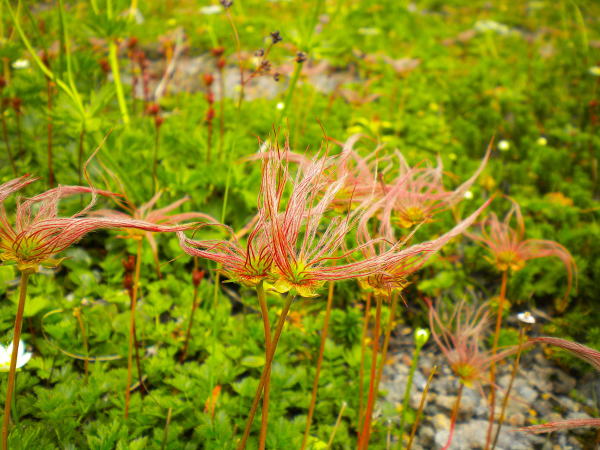 チングルマの実